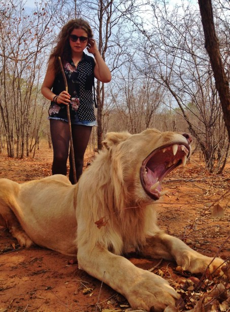Lion taming in Zambia