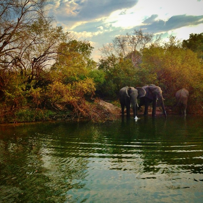 Elephants at the side of the Zambezi, Zambia