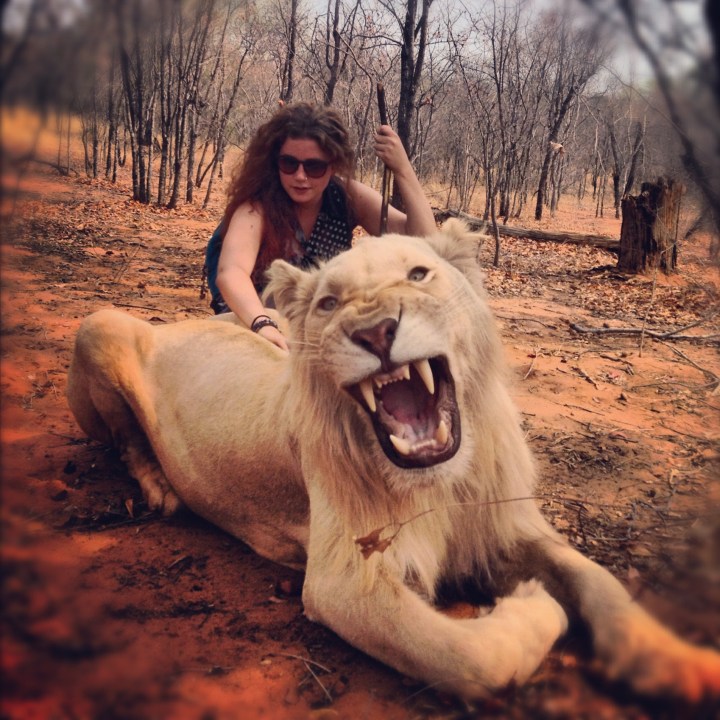Taming Lions in Zambia