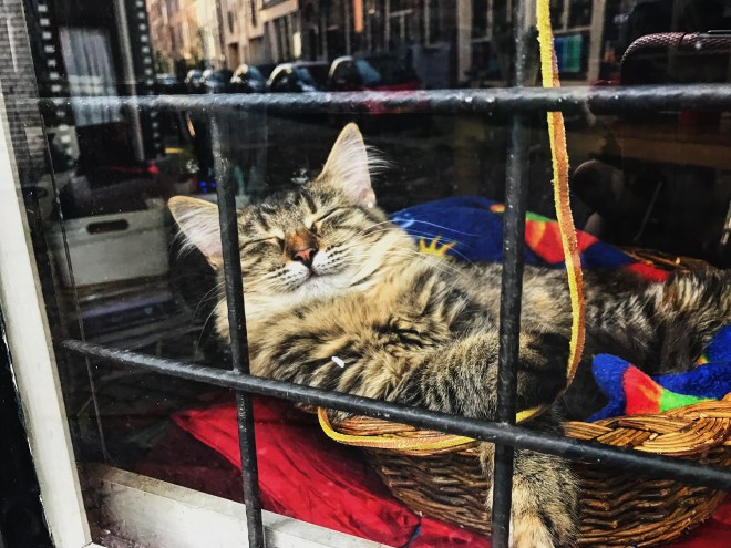 The cats of Amsterdam - Jordaan